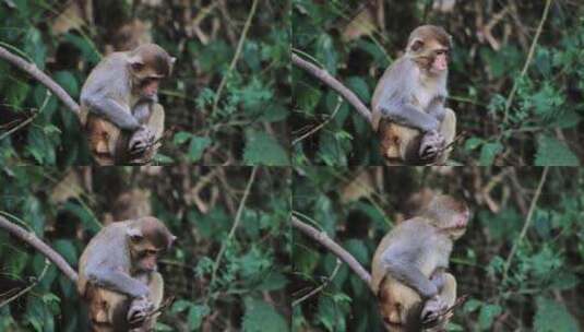 西双版纳-原始森林-野猴高清在线视频素材下载