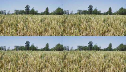 4K成熟的小麦麦田高清在线视频素材下载