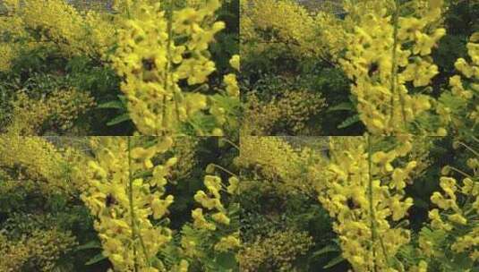春天鲜花盛开植物实拍高清在线视频素材下载