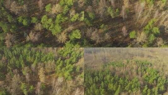 森林的俯视图，充满活力的绿色针叶树和一些高清在线视频素材下载
