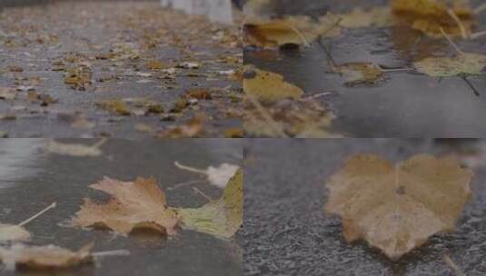 秋天落叶 秋季雨季雨后落叶 枫叶枯叶高清在线视频素材下载