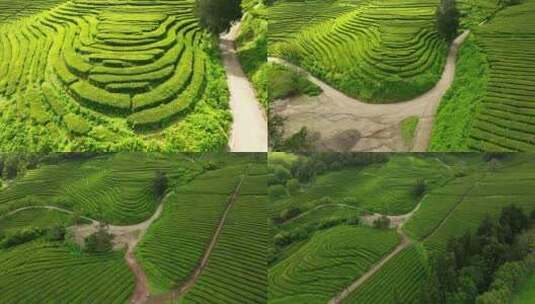 种植园，梯田，茶，绿色高清在线视频素材下载