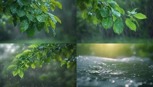 下雨天树叶子雨露露水雨滴唯美ai素材春天高清在线视频素材下载