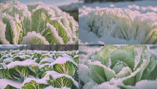 冰雪中的白菜高清在线视频素材下载