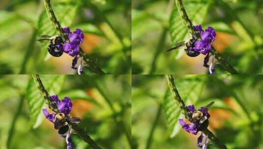 一只以花蜜为食的蜜蜂高清在线视频素材下载