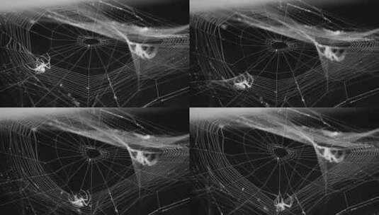 蜘蛛织网高清在线视频素材下载