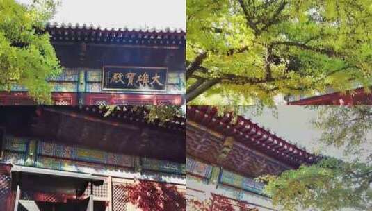 北京怀柔红螺寺大雄宝殿和古银杏树高清在线视频素材下载