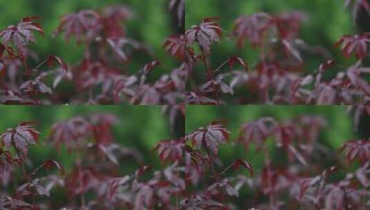 秋天枫叶在雨中轻轻摇动高清在线视频素材下载