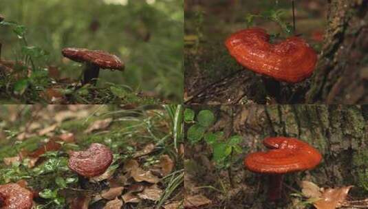 野生灵芝 赤灵芝高清在线视频素材下载