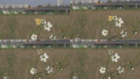 野花与蝴蝶高清在线视频素材下载