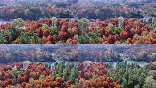 中国杭州西溪湿地秋日美景航拍高清在线视频素材下载