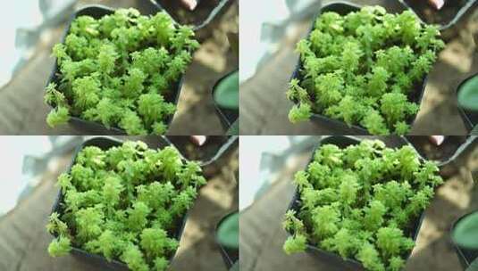 绿色 盆栽 多花瓣植物 生命力 生机高清在线视频素材下载