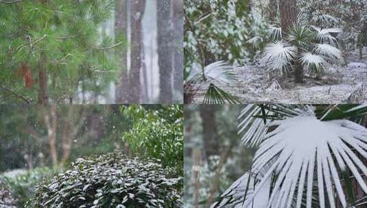 下雪雪花升格慢镜头森林下雪空镜高清在线视频素材下载