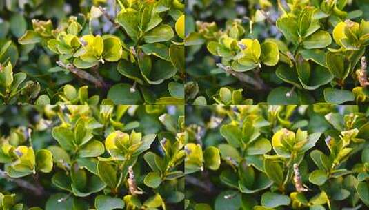 绿色植物叶片特写高清在线视频素材下载
