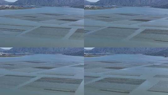 生蚝海上养殖场壮观景象高清在线视频素材下载