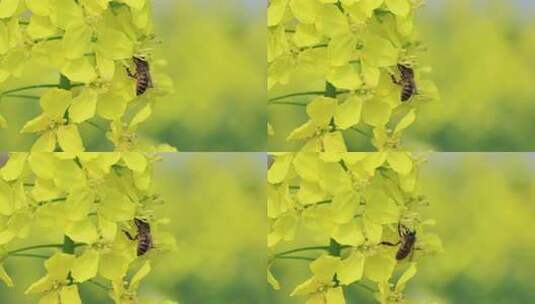 油菜花蜜蜂采蜜高清在线视频素材下载