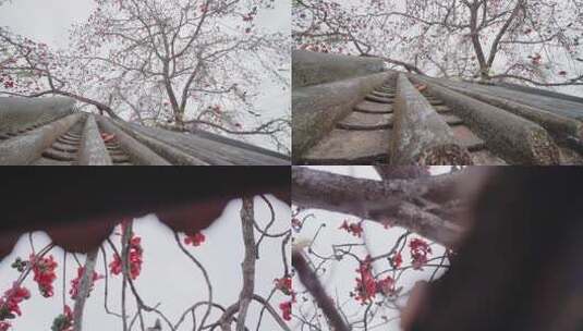 唯美意境岭南特色古建筑旁盛开的百年木棉花高清在线视频素材下载