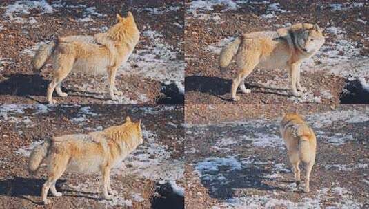 东北冬季雪地中的狼特写高清在线视频素材下载