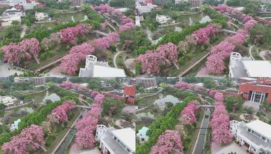 中国广东省广州市从化区华软异木棉高清在线视频素材下载