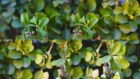 绿色植物叶片特写高清在线视频素材下载