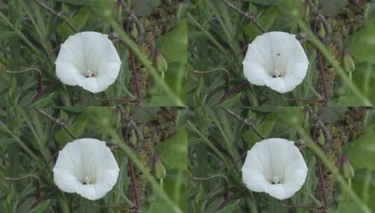 高清实拍白色花朵高清在线视频素材下载