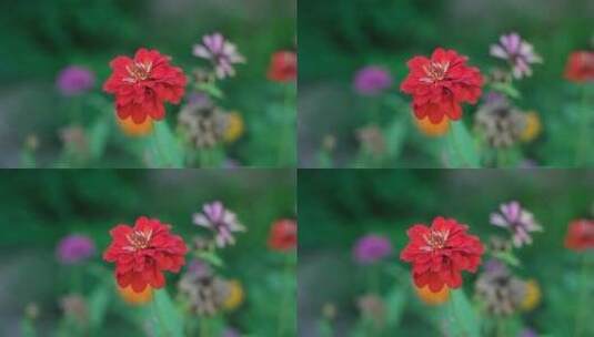 田野里盛开的红色花朵特写镜头高清在线视频素材下载