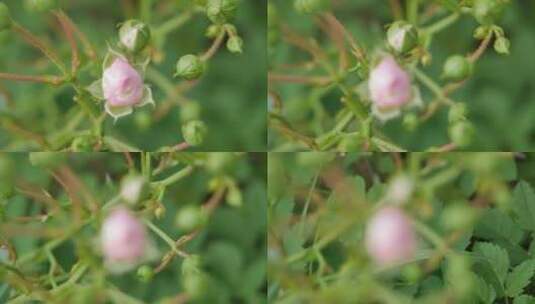玫瑰花蕾的模糊镜头高清在线视频素材下载