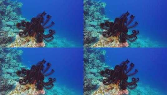 实拍海底水生生物高清在线视频素材下载