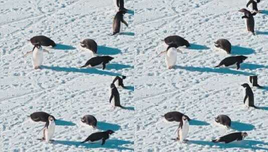 企鹅在雪地上休息高清在线视频素材下载