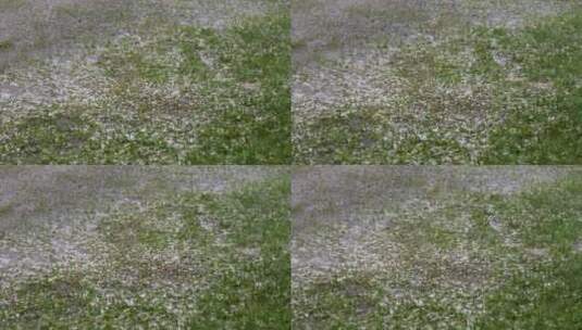 大冰雹落在绿色的草地上高清在线视频素材下载