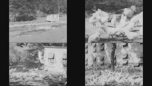 1918年的美国养鸡场高清在线视频素材下载
