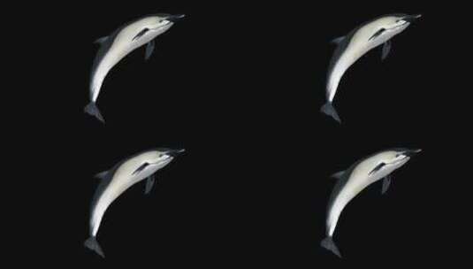 海豚游动_alpha通道高清在线视频素材下载