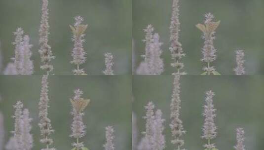 藿香花上的黑色蝴蝶LOG视频素材高清在线视频素材下载