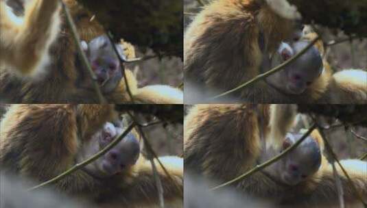 新出生的金丝猴幼崽2高清在线视频素材下载