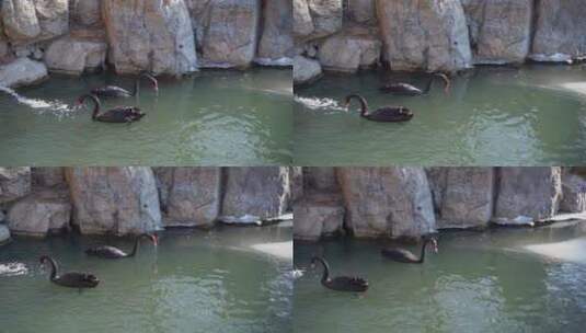 水中的黑天鹅在游动觅食高清在线视频素材下载
