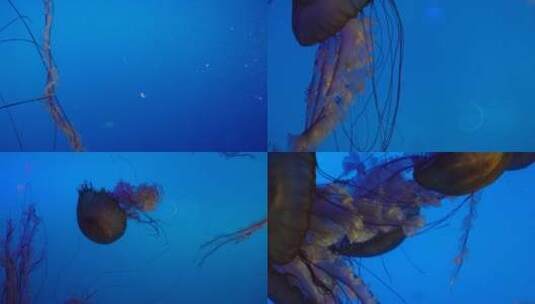 【镜头合集】特写深海神秘巨型水母海蜇高清在线视频素材下载