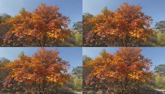 济南捎近村秋季红叶景色高清在线视频素材下载