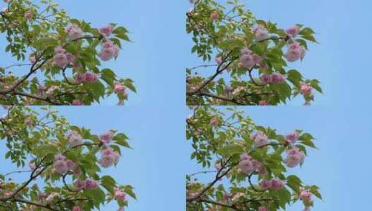 樱花盛开蓝天背景高清在线视频素材下载