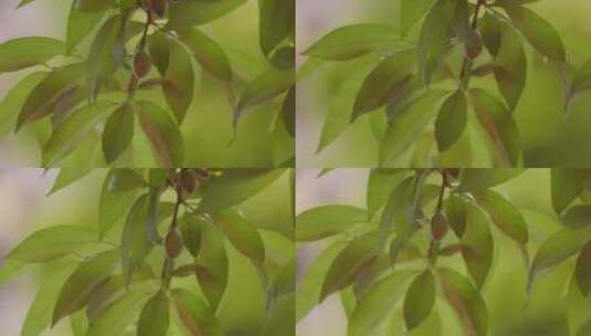 阳光风中摇摆的桃树高清在线视频素材下载
