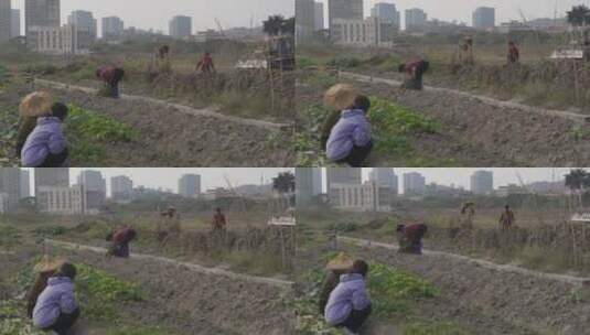 乡村振兴田园乡村 老人 辛勤耕种农作（12）高清在线视频素材下载