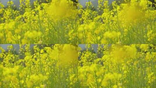 油菜花视频00989095高清在线视频素材下载