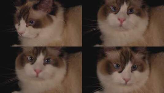 猫咪布偶猫可爱宠物高清在线视频素材下载