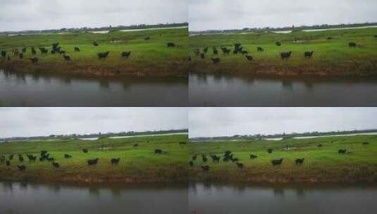 草原牛羊养殖动物高清在线视频素材下载