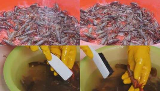 清洗小龙虾高清在线视频素材下载