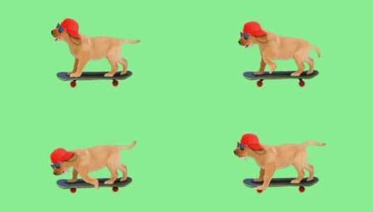 可爱小狗滑滑板合成素材高清在线视频素材下载