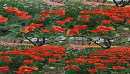 国家植物园-花海-郁金香1高清在线视频素材下载
