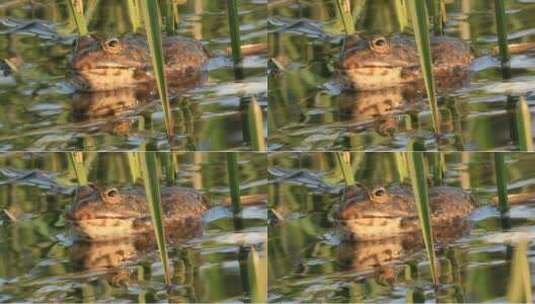 水中的小青蛙高清在线视频素材下载