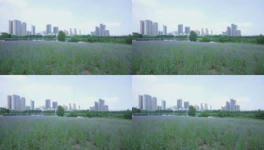 武汉市汉阳区墨水湖公园高清在线视频素材下载