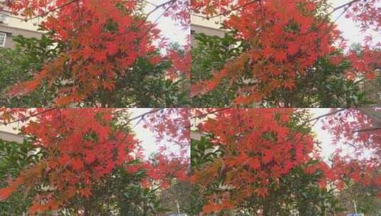 秋天里的红色枫叶秋天秋季高清在线视频素材下载