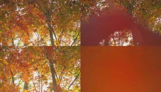 金秋秋色宜人秋天里的红色枫叶高清在线视频素材下载